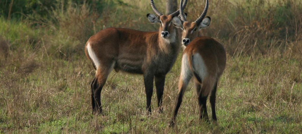 Semliki Safari Lodge, Semliki Valley Wildlife Reserve, Uganda - Image 9