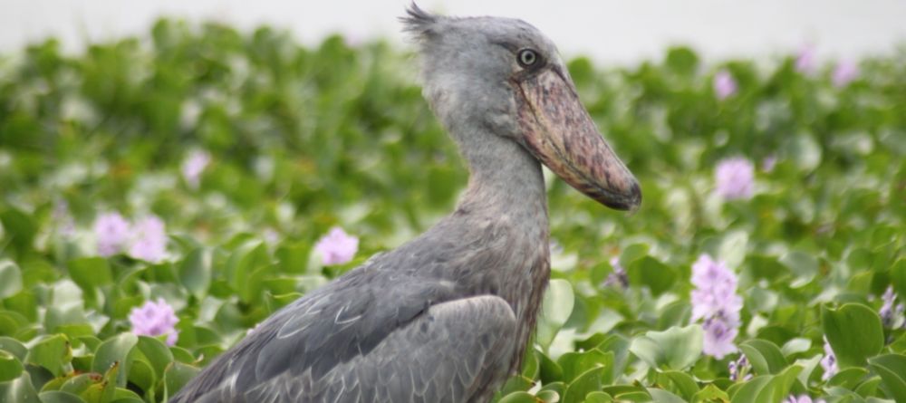 Semliki Safari Lodge, Semliki Valley Wildlife Reserve, Uganda - Image 10