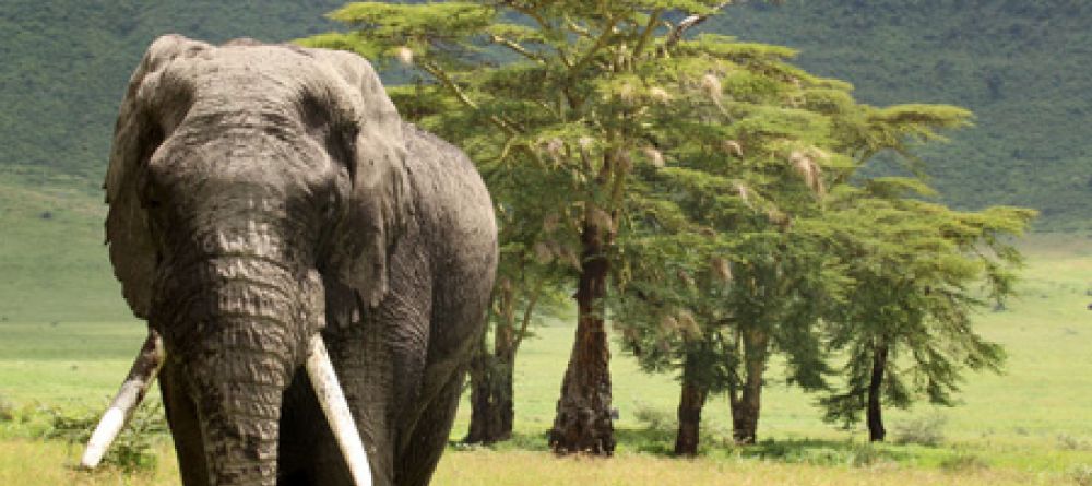 Lobo Wildlife Lodge - Image 4