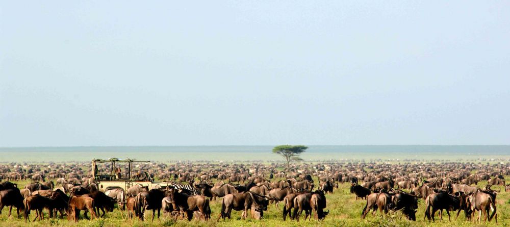 Great wildebeest migration - Image 4