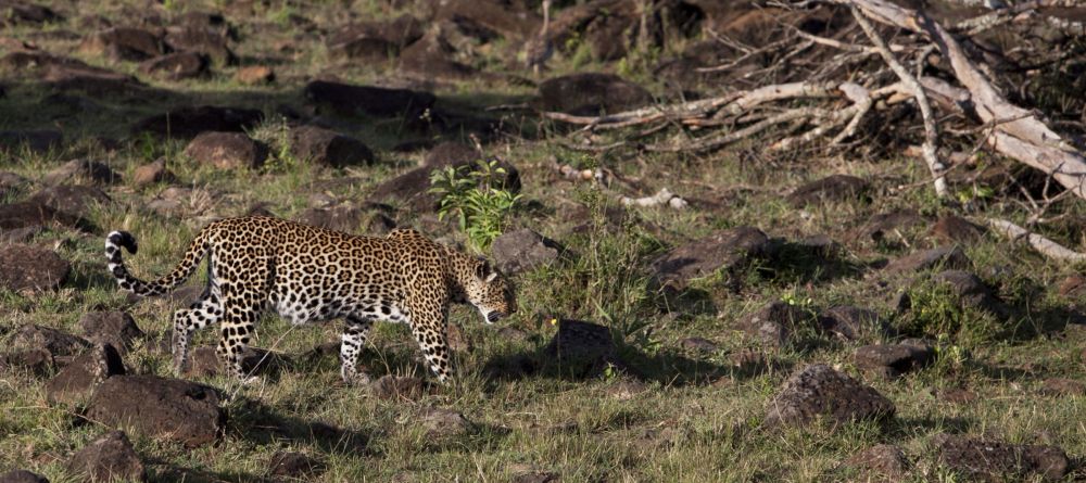 Leopard at Serian Camp, Masai Mara National Reserve, Kenya - Image 4