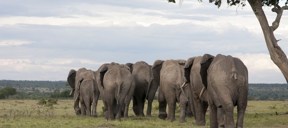 Elephant herd at Serian Camp, Masai Mara National Reserve, Kenya - Image 1