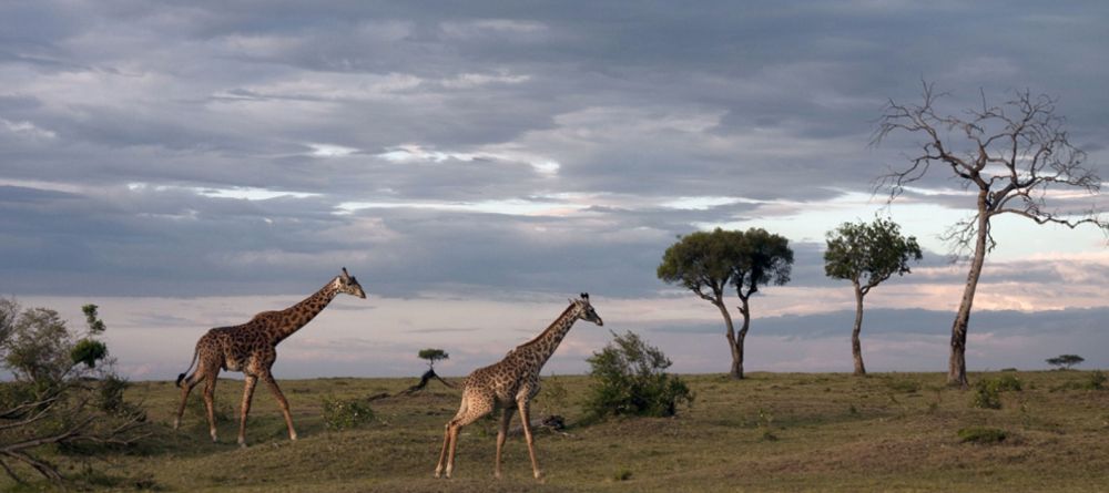 Serian Camp, Masai Mara National Reserve. Kenya - Image 16