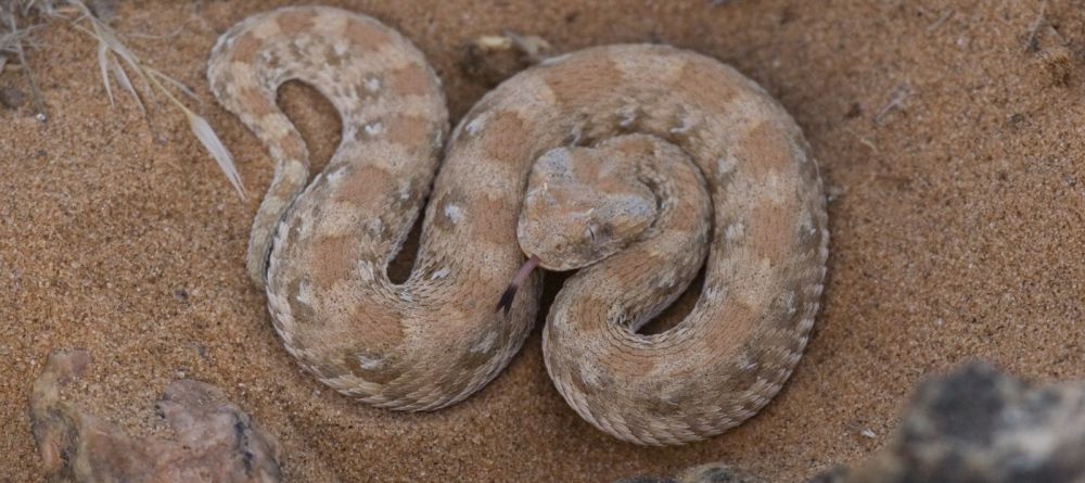 Serra Cafema, Hartmans Valley, Namibia Â© Dana Allen - Image 15