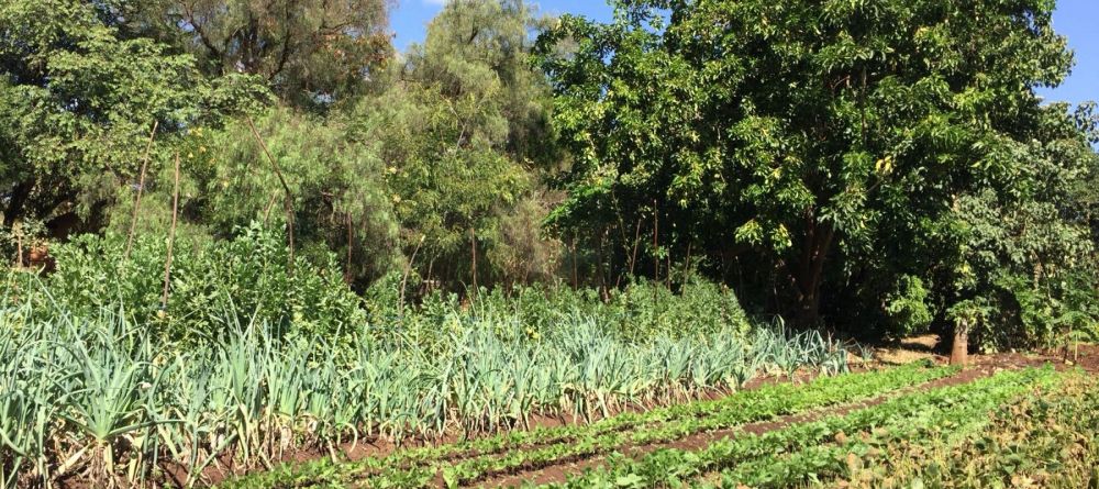Lodge Garden - Lewa Wilderness Lodge - Image 9