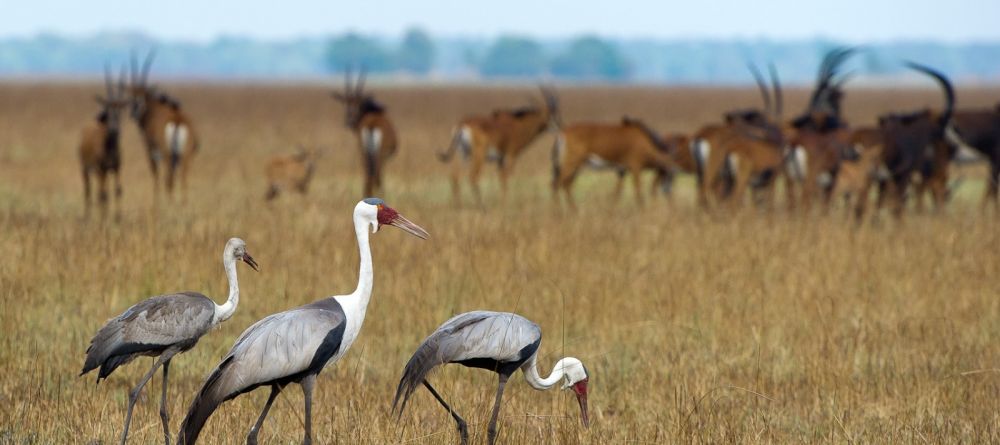 Shumba Camp, Kafue National Park, Zambia  Â© Dana Allen - Image 8