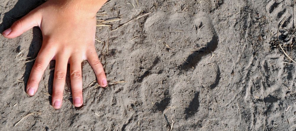 Shumba Camp, Kafue National Park, Zambia  Â© Wilderness Safaris - Image 9