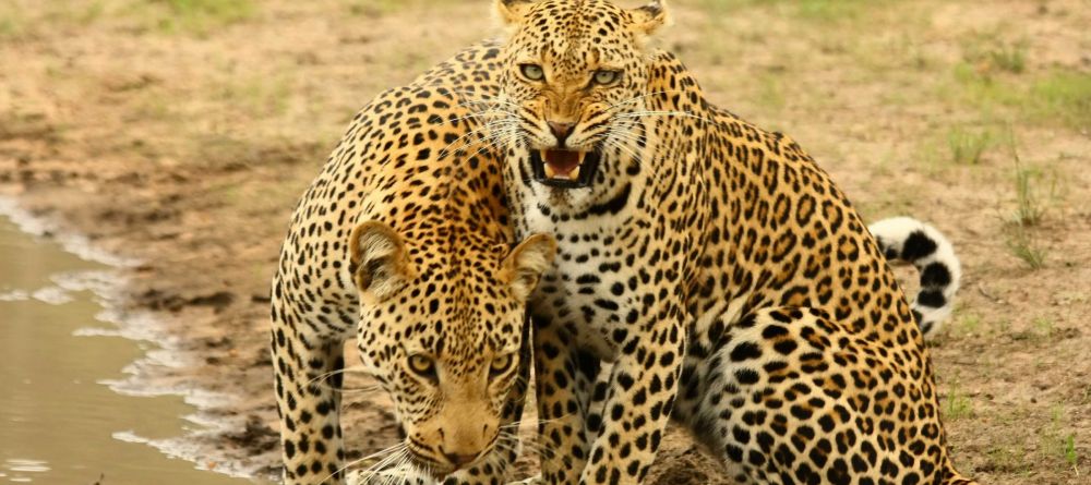 A pair of leopards spotted in the reserve at Shumbalala Game Lodge, Thornybush Game Reserve, South Africa - Image 6