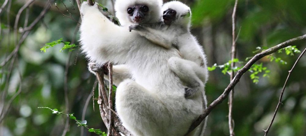 Camping in Marojejy National Park, Madagascar - Image 3