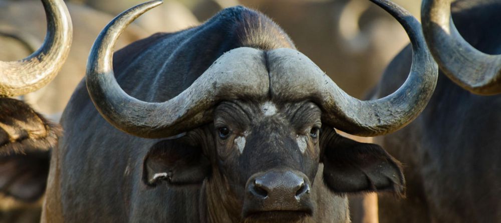 Simbavati River Lodge, Timbavati Game Reserve, South Africa - Image 23