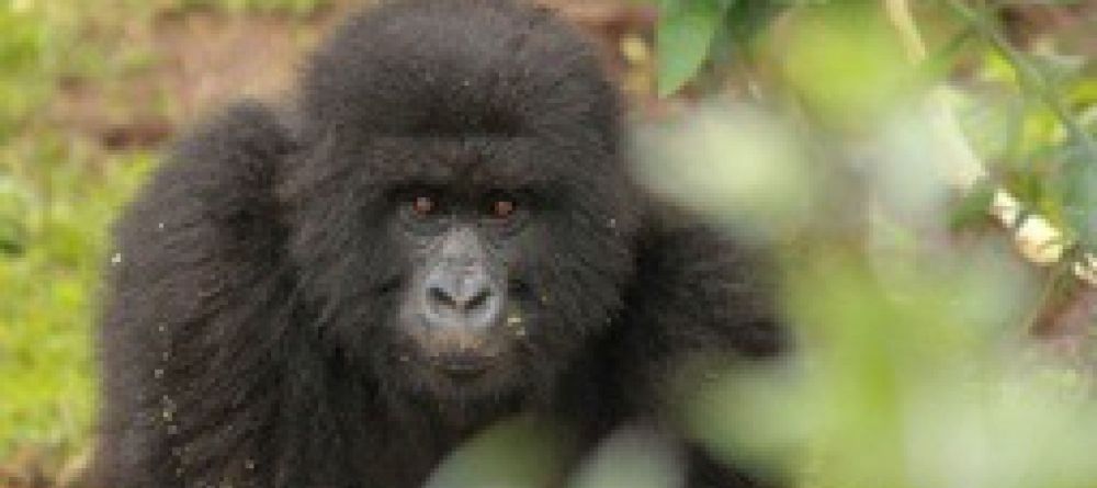 Singita Kwitonda Lodge - Image 2