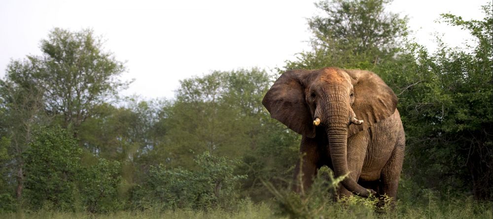 Singita Pamushana, Malilangwe Private Game Reserve, Zimbabwe - Image 25