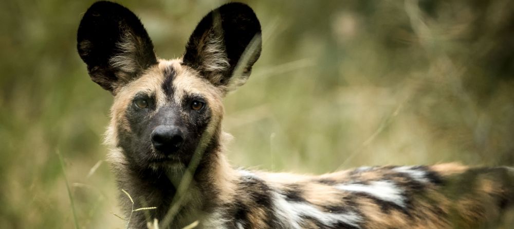 Singita Pamushana, Malilangwe Private Game Reserve, Zimbabwe - Image 6