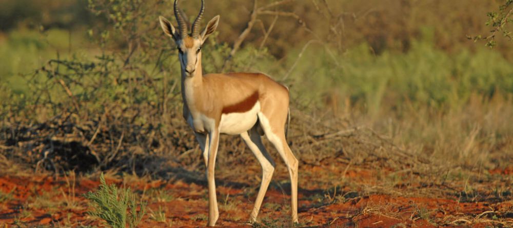 Samara Karoo - Image 6