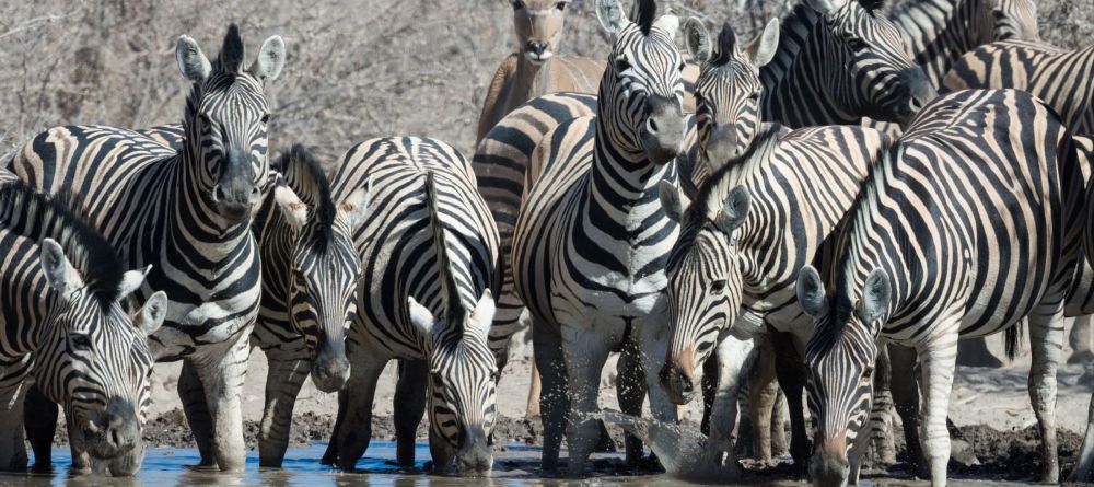 Safarihoek Lodge wildlife - Image 4