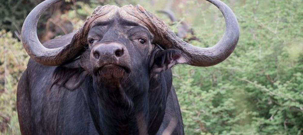 Sanctuary Makanyane Lodge - Image 5