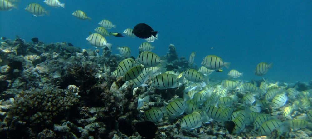 Paradise Sun - Image 3