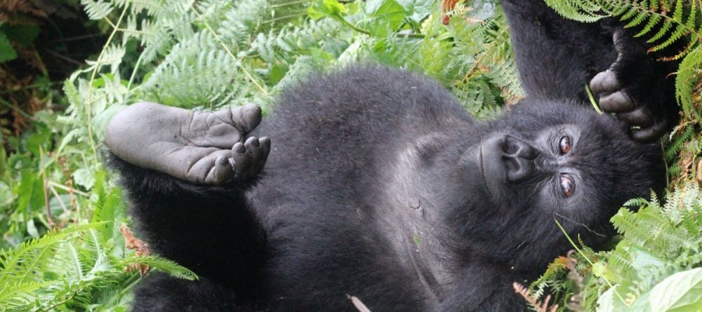 Gorilla Mountain View Lodge, Volcanoes National Park, Rwanda - Image 4