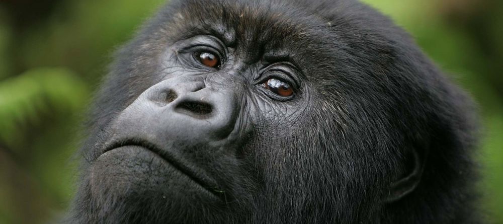Gorilla Mountain View Lodge, Volcanoes National Park, Rwanda - Image 5