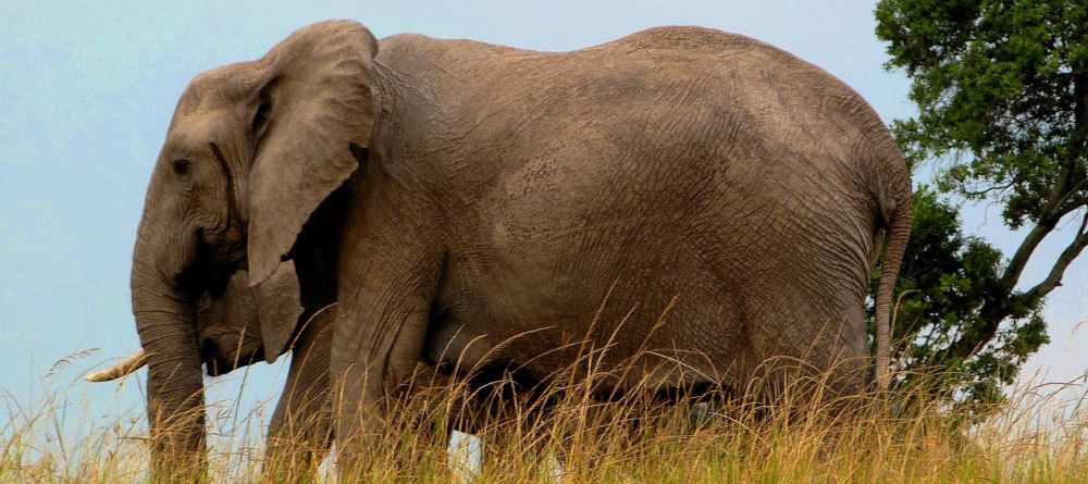 Serengeti Pioneer Camp - Image 4