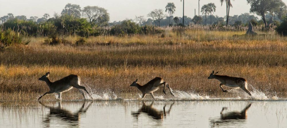 Splash Camp Impala - Image 6