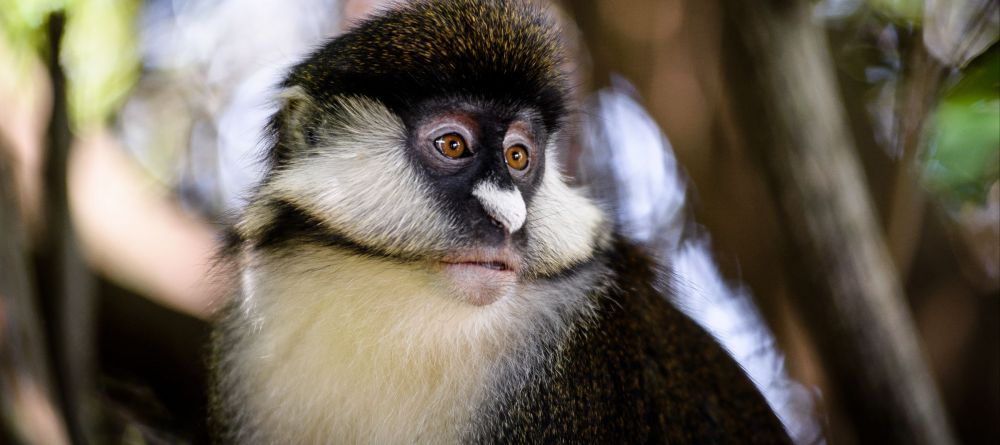 Olonana Safari Camp - Image 10