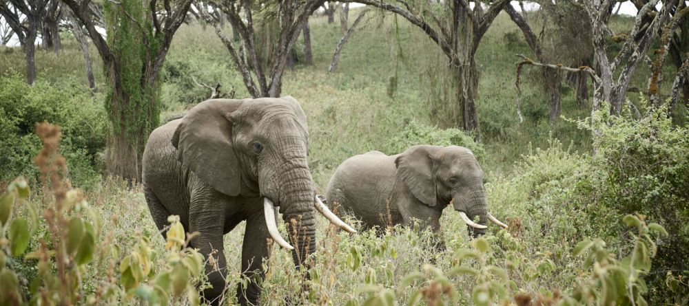 Sanctuary Ngorongoro Crater Camp - Image 8