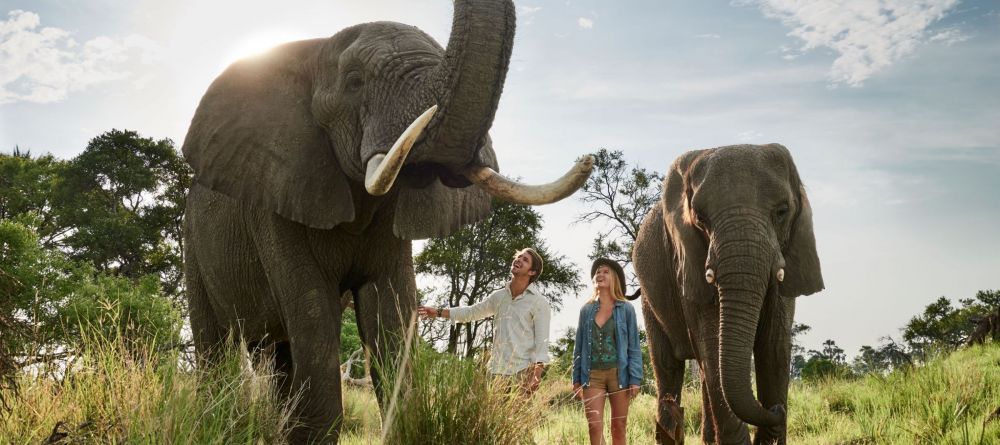 Elephant walk - Image 5