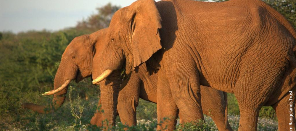 Saruni Rhino Camp - Image 1