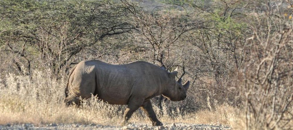 Saruni Rhino Camp - Image 2
