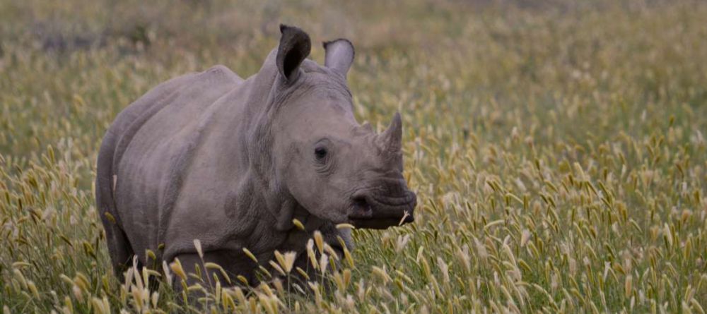 Saruni Rhino Camp - Image 3