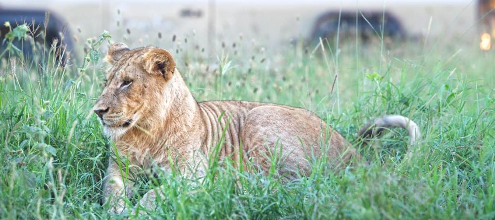 A game drive views a lion at Singita Serengeti House, Serengeti Grumeti Reserves, Tanzania - Image 7