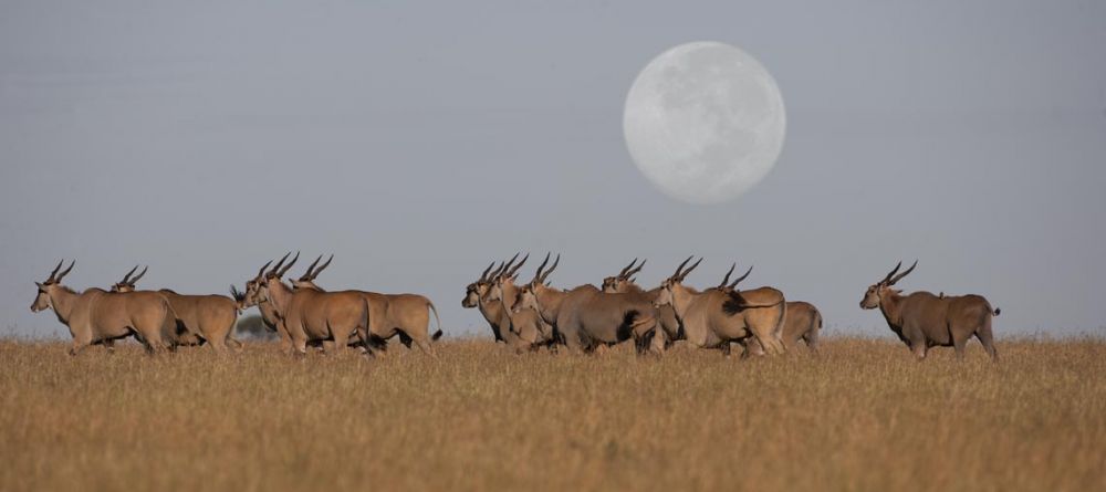 The moon rises over the savannah at Singita Sasakwa Lodge, Grumeti Reserves, Tanzania - Image 18