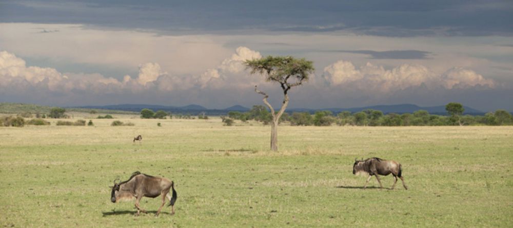 Serian Serengeti South  - Image 5
