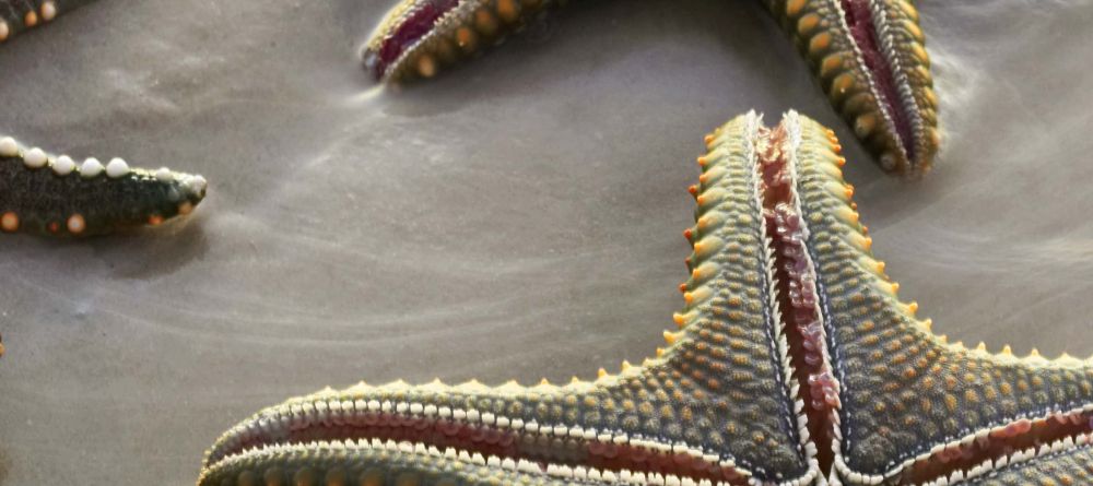 Starfish at Funzi Keys, Funzi Island, Kenya - Image 12