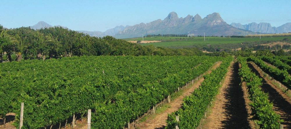 Stellenbosch is the heart of the Cape Wine Lands - Image 1