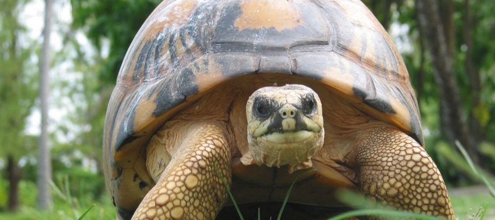 Le Suffren Hotel & Marina - Image 4