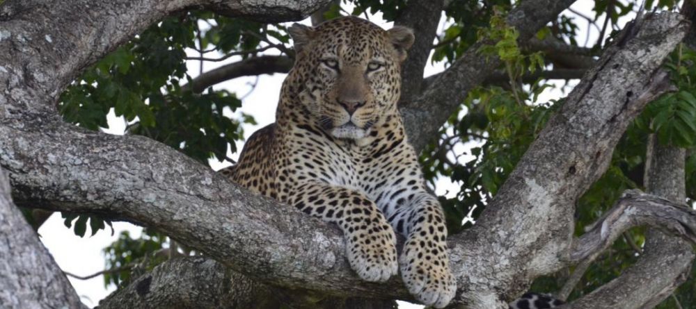 Tangulia Mara Camp, Masai Mara, Kenya - Image 20