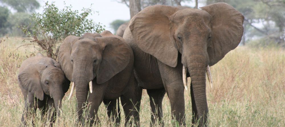 Elephants in Tarangire National Park - Image 4