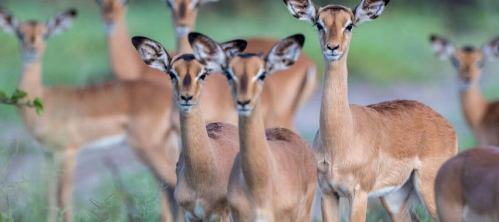 Tuludi Camp - Image 2