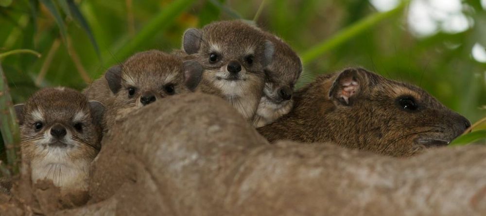 A group of hyraxes peeking out from the shrubs at The Emakoko, Nairobi National Park, Nairobi, Kenya - Image 17