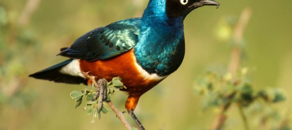 A superb starling perched nearby at The Emakoko, Nairobi National Park, Nairobi, Kenya - Image 15