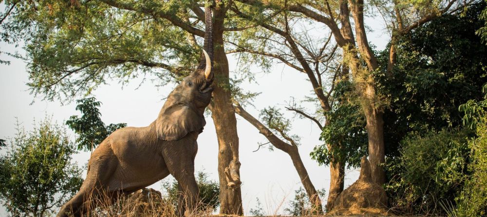 Tembo Plains Camp - Image 14