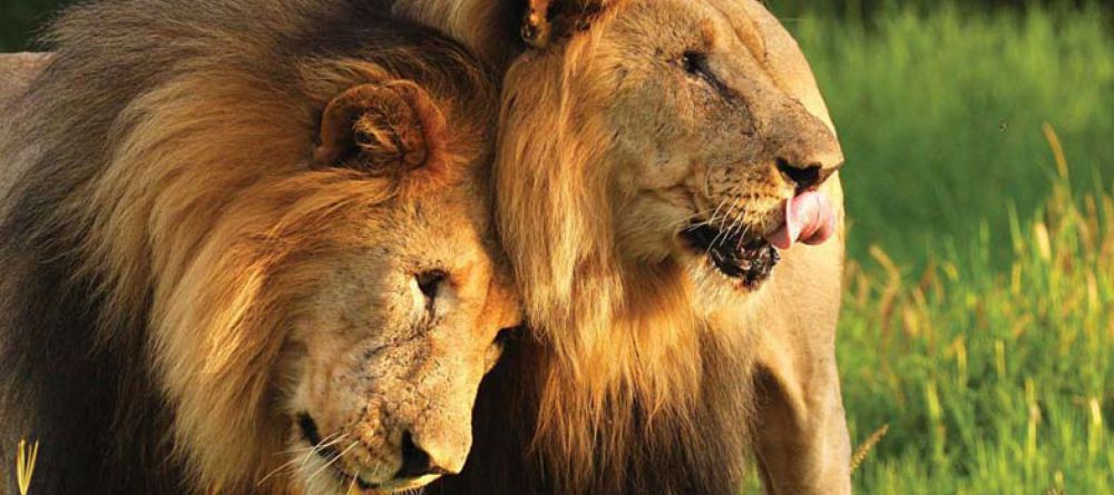 Madikwe Hills Game Lodge, Madikwe Game Reserve, South Africa - Image 9