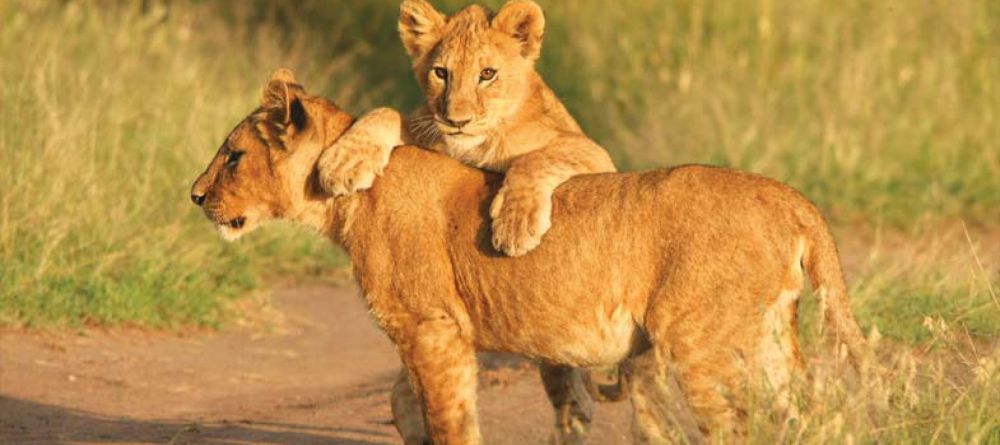 Madikwe Hills Game Lodge, Madikwe Game Reserve, South Africa - Image 10