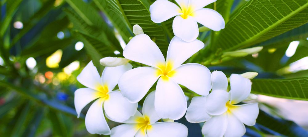 The Palms, Zanzibar, Tanzania - Image 7