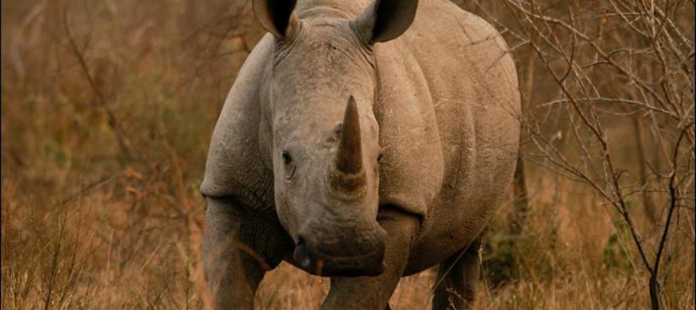 The River Club, Livingstone, Zambia  Â© Wilderness Safaris - Image 6