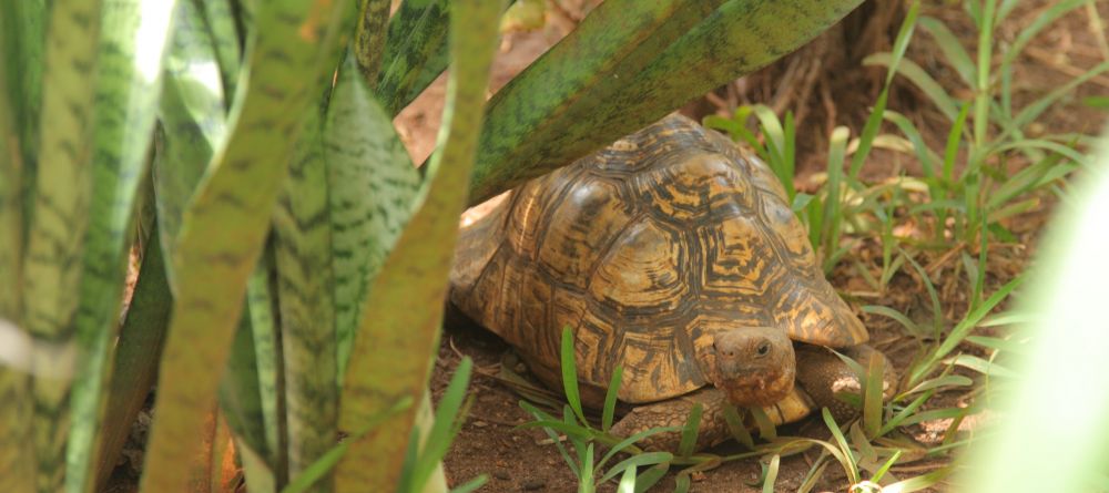 The Z Hotel, Zanzibar, Tanzania - Image 10