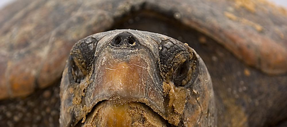 Thonga Beach Lodge - Turtle - Image 5