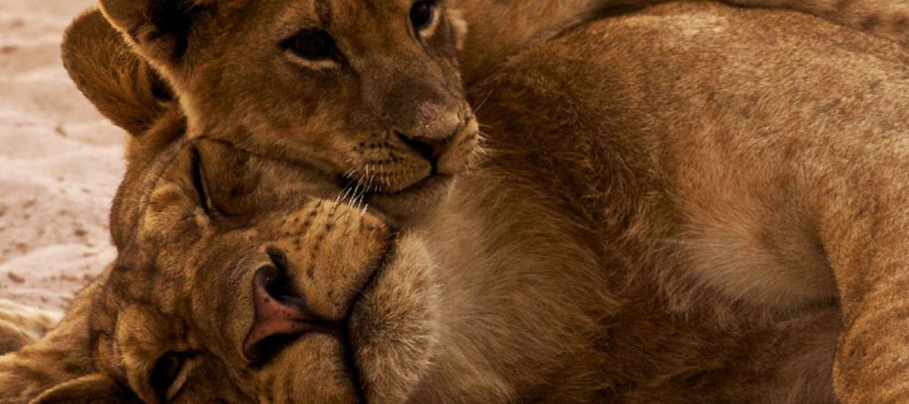 Thorntree River Lodge Lion - Image 13